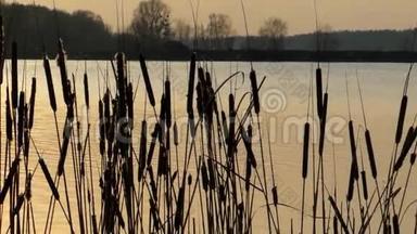 日落时，在湖上迎风摇曳的野生芦苇。 中锋。